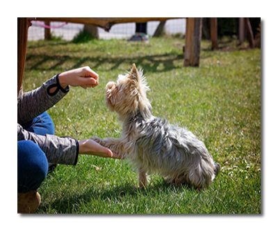dog training 5098572 1280 bearbeiten