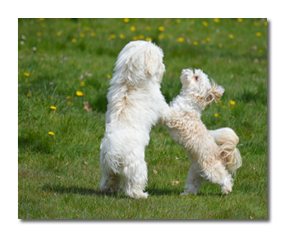 dogs 6616018 1280 bearbeiten