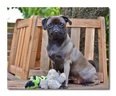 pug 3661242 1280 bearbeiten