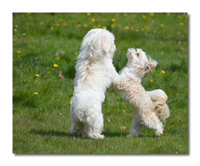 dogs 6616018 1280